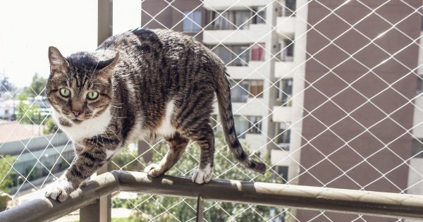 rede para proteção de gatos no Rio de Janeiro